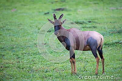 Topi antelope in the grassland of Kenya\'s savannah Stock Photo