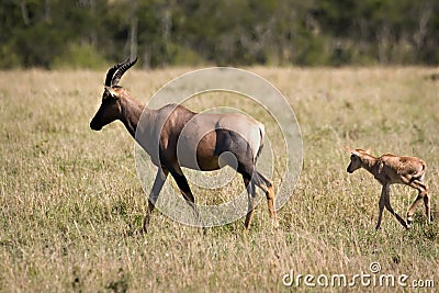 Topi with calf Stock Photo