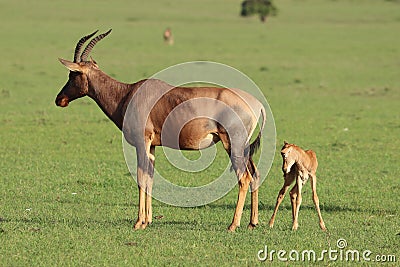 Baby topi and its mom, in the african savannah. Stock Photo