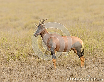 Topi Damaliscus lunatus jimela Stock Photo