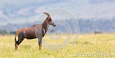 Topi Gazelle in the Kenyan savanna amidst a grassy landscape Stock Photo