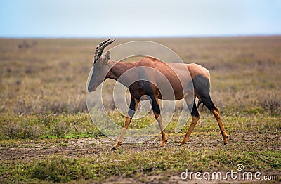 Topi on savanna in Serengeti, Africa Stock Photo