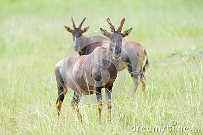 Topi on savannah looking at camera Stock Photo