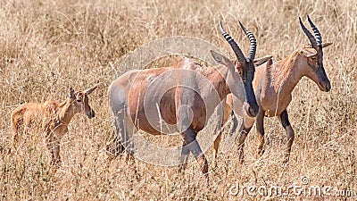 Topi, Serengeti National Park, Tanzania, Africa Stock Photo