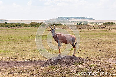 Topi standing on an earth mound in the savanna Stock Photo