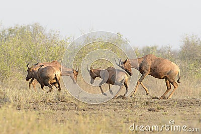 Topi, Tsessebe antelope males fighting Stock Photo