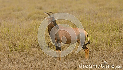 Topi in the Western Serengeti Stock Photo