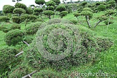 Topiary bonsai and niwaki garden trees nursery Stock Photo