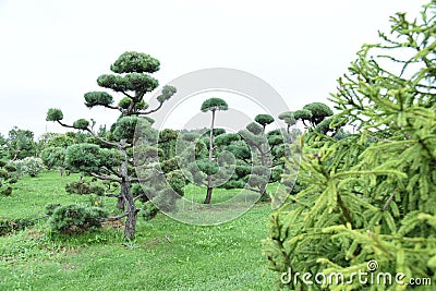 Topiary bonsai and niwaki garden trees nursery Stock Photo