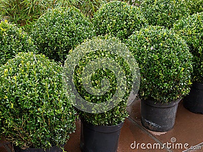 Topiary bushes Stock Photo