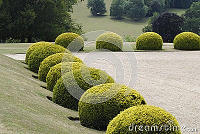 Topiary in an English Country garden. Stock Photo