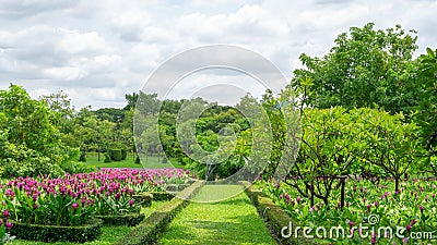 Topiary English garden style, pink Siam tulip or summer tulips flowering plant blooming in a green leaf of Philippine tea plant Stock Photo