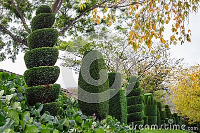 Topiary shaped trees, japan garden horticulture cut tree Stock Photo