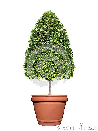 Symmetric cone shape trim topiary tree on clay pot isolated on white background for outdoor and garden design Stock Photo