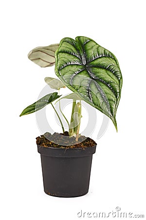 Topical `Alocasia Baginda Dragon Scale` houseplant in flower pot on white background Stock Photo