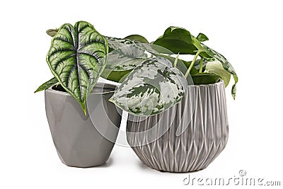 Topical `Alocasia Baginda Dragon Scale` and `Scindapsus Pictus Exotica` houseplants in gray flower pots on white background Stock Photo