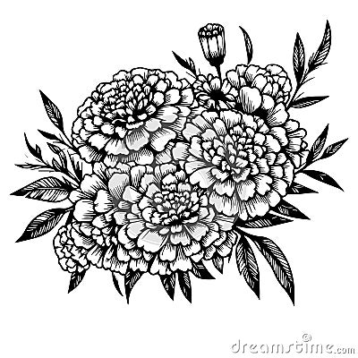 Topical marigold flower line drawing, marigold vector sketch line art coloring pages for kids, single stock outline drawing Vector Illustration