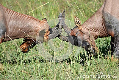 Topis engaged in a territorial fight Stock Photo