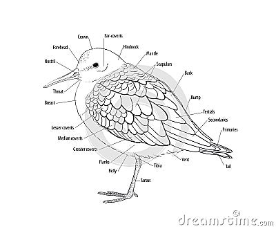 Topography of a bird Stock Photo