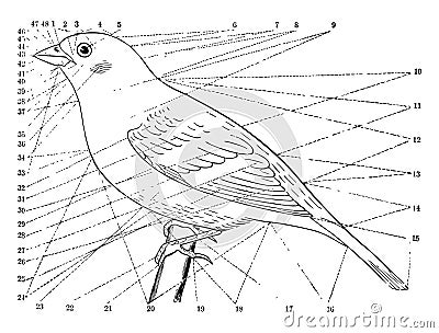 Topography of a Bird, vintage illustration Vector Illustration
