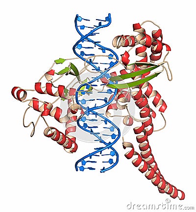 Topoisomerase I topo I DNA binding enzyme. Target of a number of chemotherapy drugs used against cancer. Stock Photo