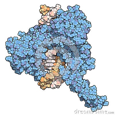 Topoisomerase I topo I DNA binding enzyme. Target of a number of chemotherapy drugs used against cancer. Stock Photo