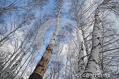 The tops and bark of birches against the blue sky in February in sunny weather Stock Photo