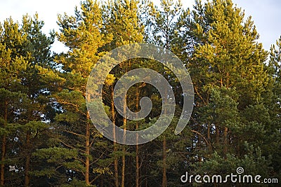 The tops of pine trees at sunset Stock Photo