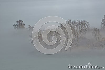 Tops of still bare trees rise out of the lake mist Stock Photo
