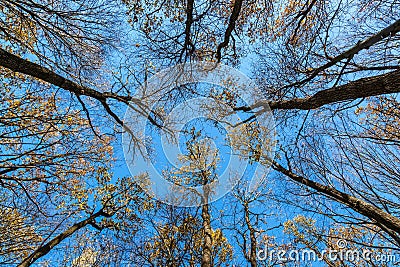 Tops trees in the autumn forest on a background of blue sky Stock Photo