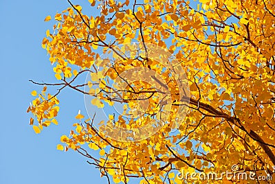 Toptree of populus Stock Photo