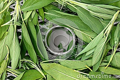 Topview, dehydrator with fresh sage leaves, ready to dry herbs Stock Photo