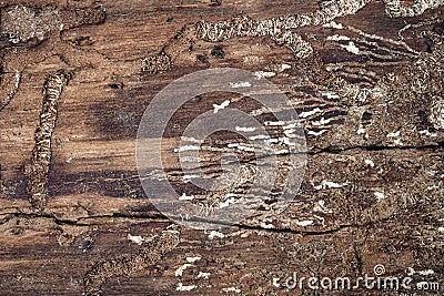 Topview, traces and tracks of a bark beetle on a dead part of wooden bark Stock Photo