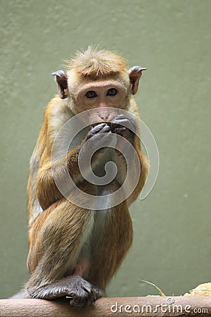 Toque macaque Stock Photo