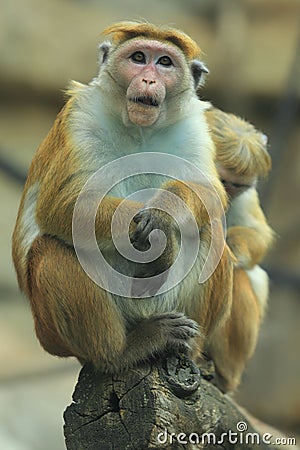 Toque macaque Stock Photo