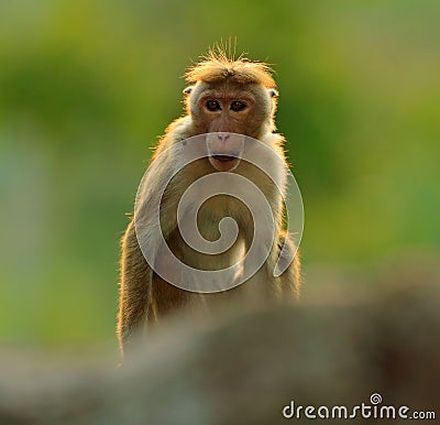 Toque macaque, Macaca sinica, monkey with evening sun. Macaque in nature habitat, Sri Lanka. Detail of monkey, Widlife scene from Stock Photo