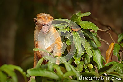 Toque macaque, Macaca sinica, monkey with evening sun. Macaque in nature habitat, Sri Lanka. Detail of monkey, Wildlife scene from Stock Photo