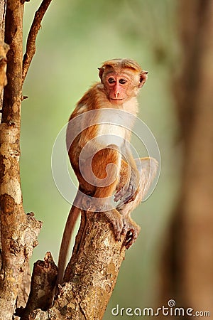 Toque macaque, Macaca sinica, monkey with evening sun. Macaque in nature habitat, Wilpattu NP, Sri Lanka. Wildlife scene from Asia Stock Photo