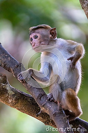 Toque macaque monkey climbs onto a slender tree trunk in the shade of the tropical rain forest Stock Photo