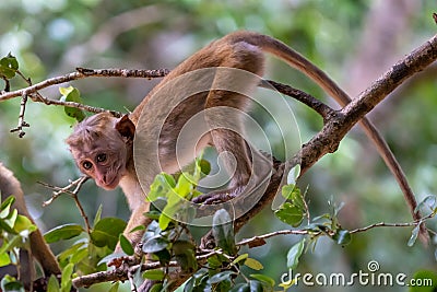 Toque macaque monkey climbs onto a slender tree trunk in the shade of the tropical rain forest Stock Photo