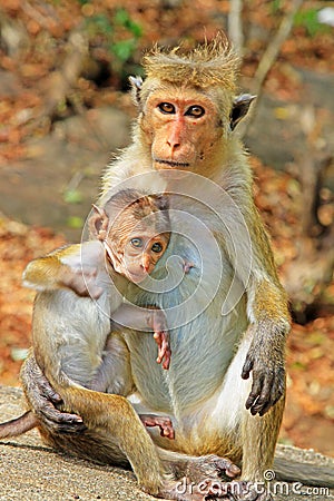 Toque macaque Monkey Family, Sri Lanka Stock Photo