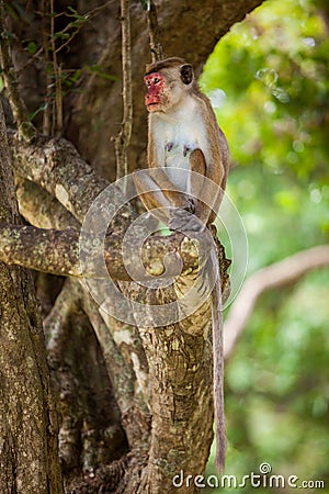 Toque macaque monkey Stock Photo