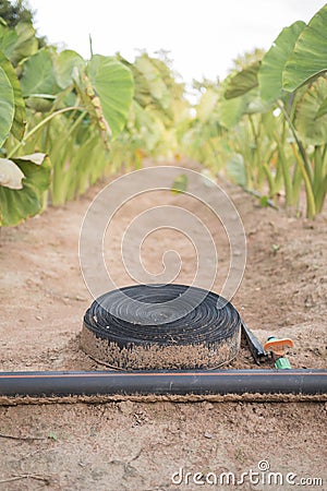 Tora plants Farm with water hose lay on the ground Stock Photo