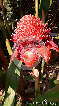 Blooming Salmon Pink Torch Ginger in tropical garden Stock Photo
