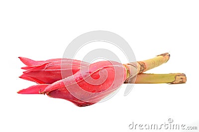 Torch Ginger Bud Stock Photo