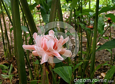 Torch Ginger Flower in tropical forest Stock Photo