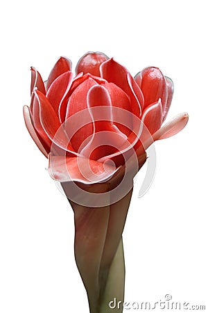 Torch ginger flower on white background Stock Photo