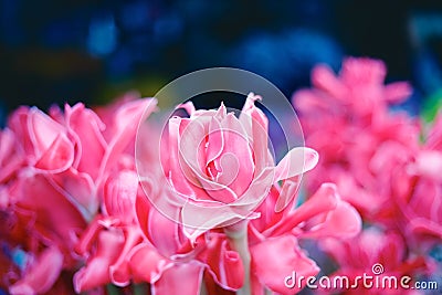 Torch ginger in flowers market ,Chiang mai ,Thailand Stock Photo