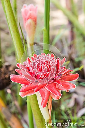 Torch ginger. Stock Photo