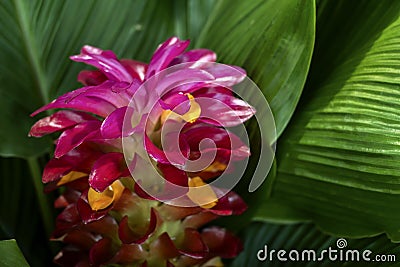 Torch ginger red flower Alpinia purpurata with on green leaves Stock Photo